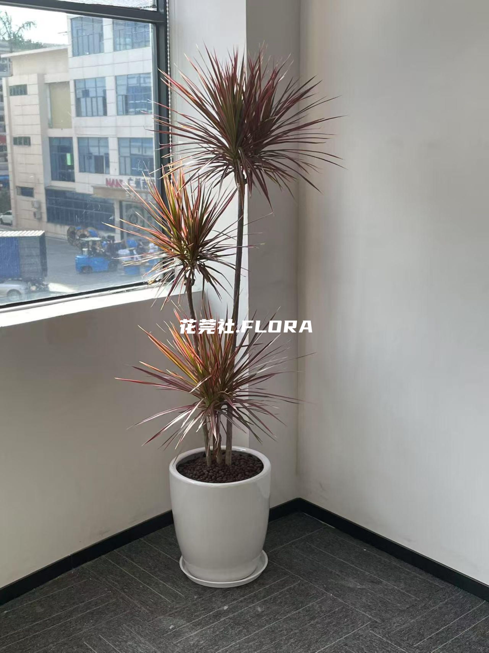 七彩千年木