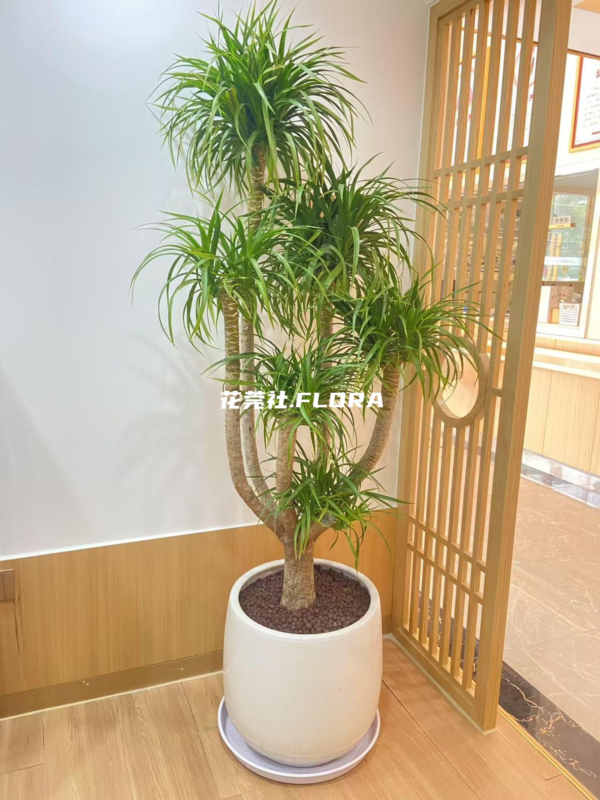 分叉造型龙血树