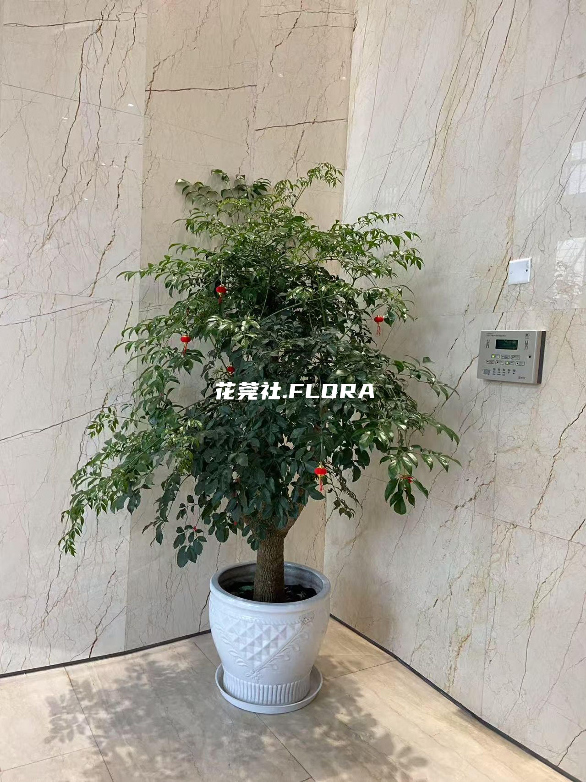 富贵树