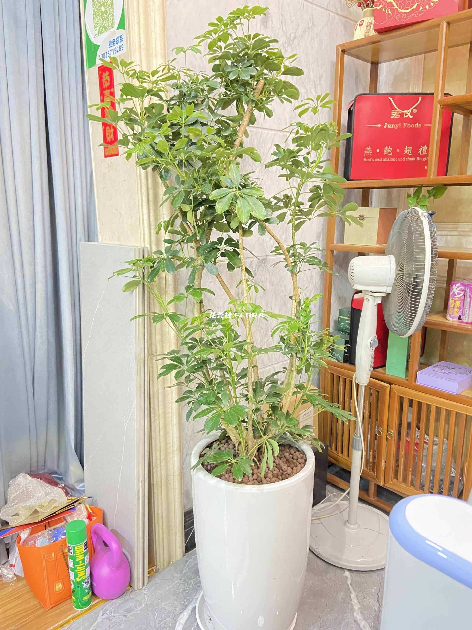 鸭脚木
