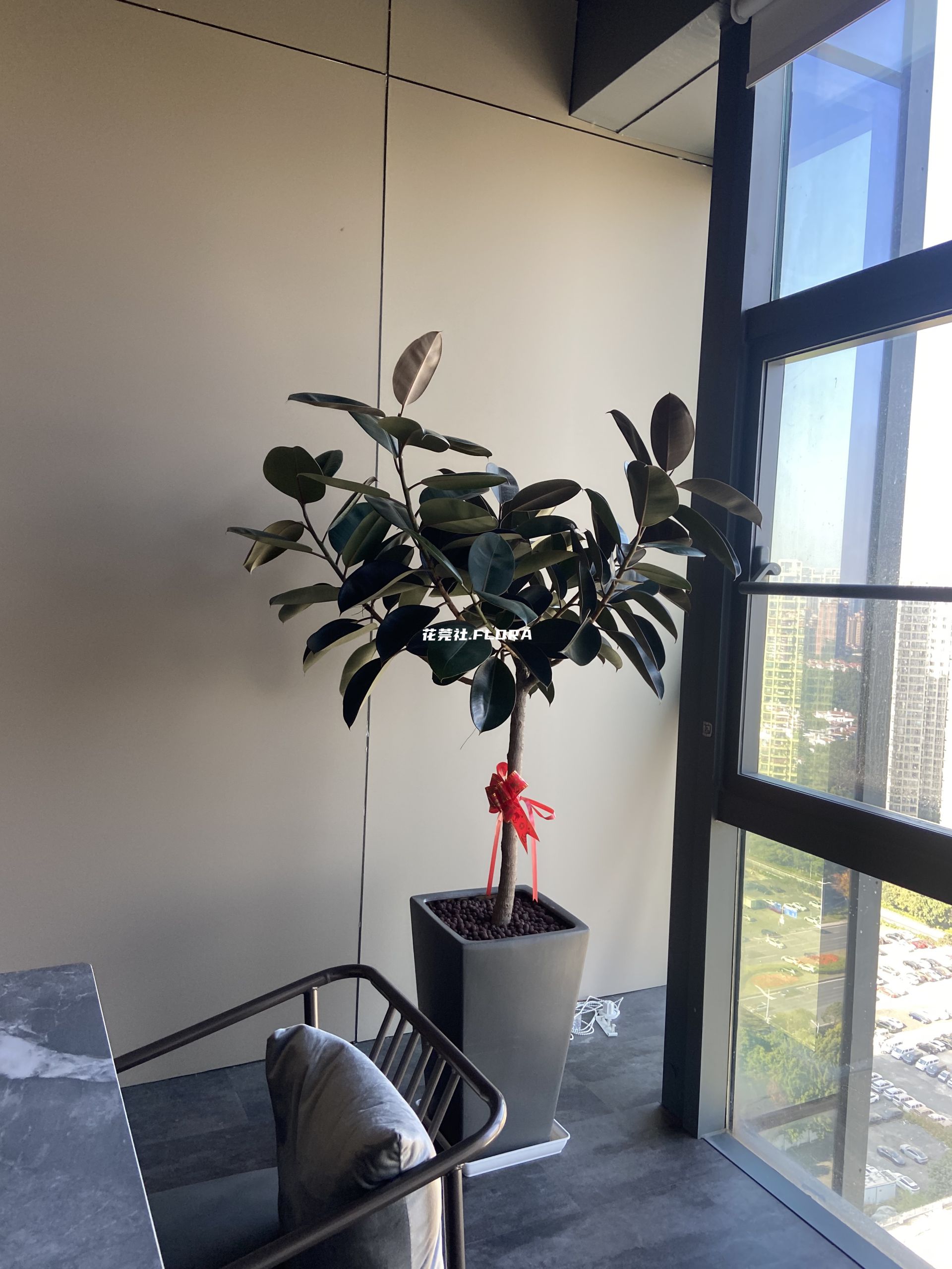 橡皮树