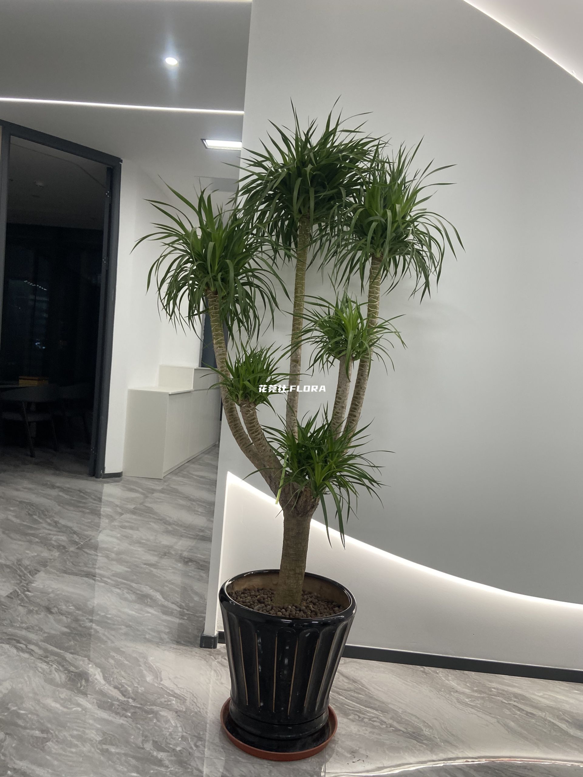 分叉造型龙血树