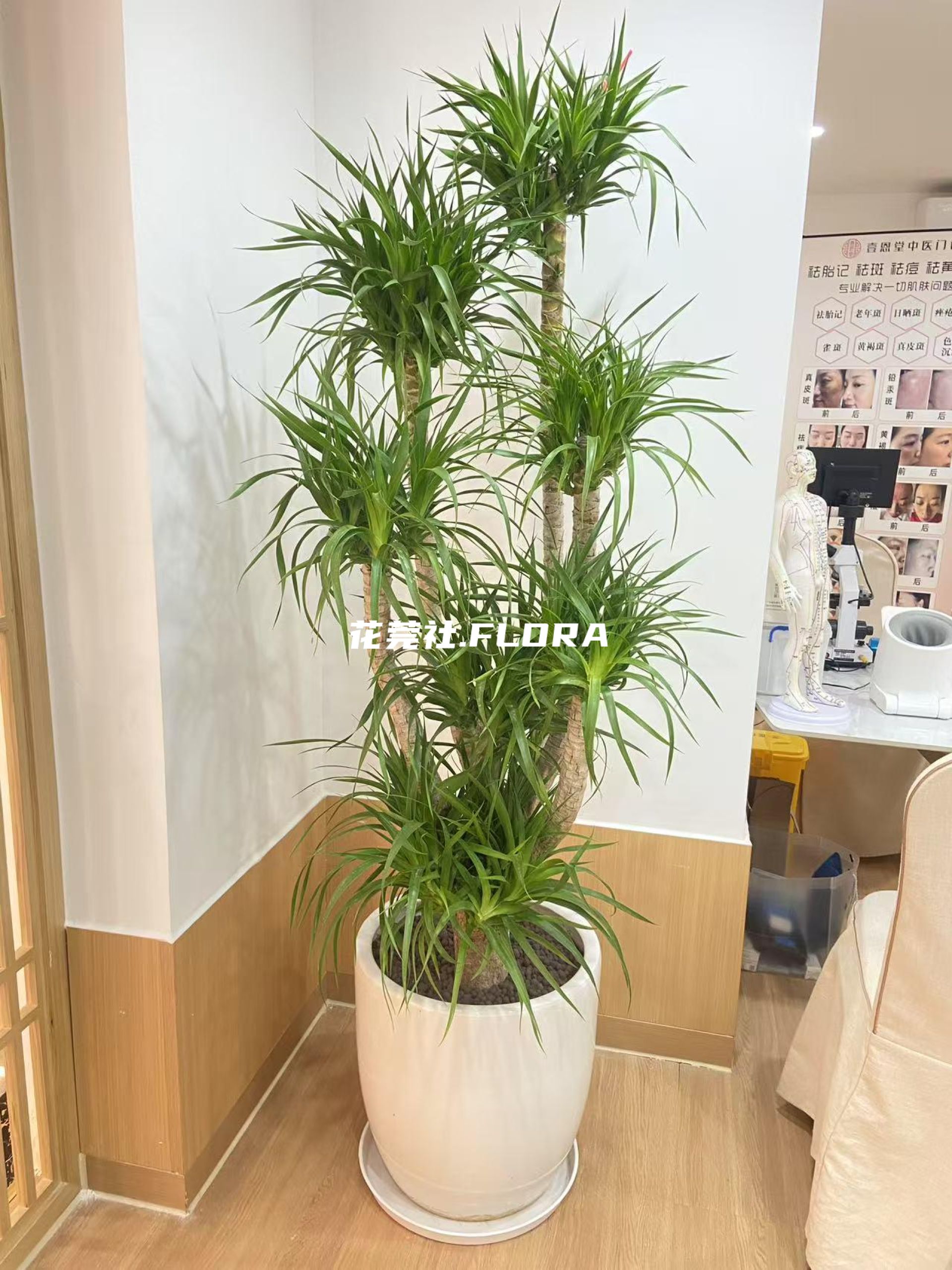 分叉造型龙血树