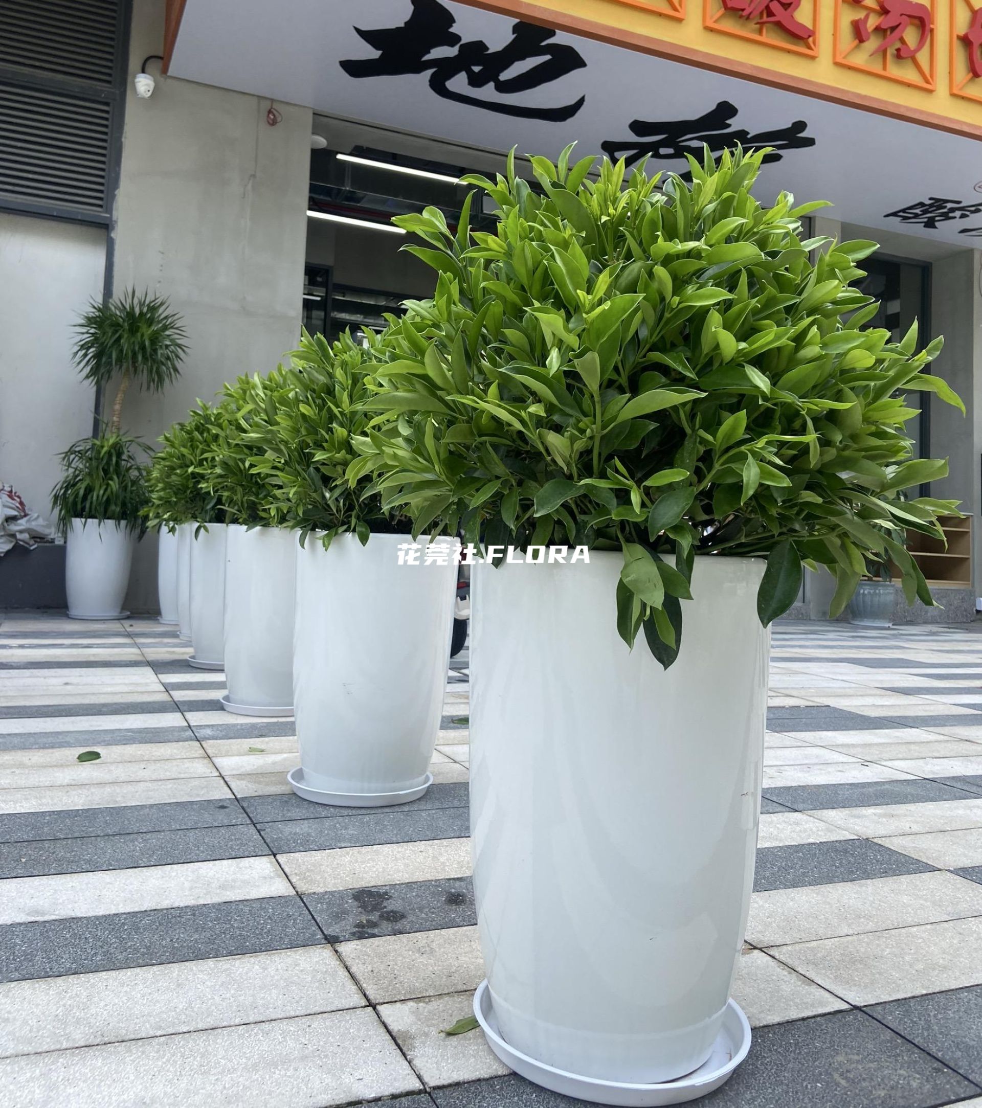 非洲茉莉