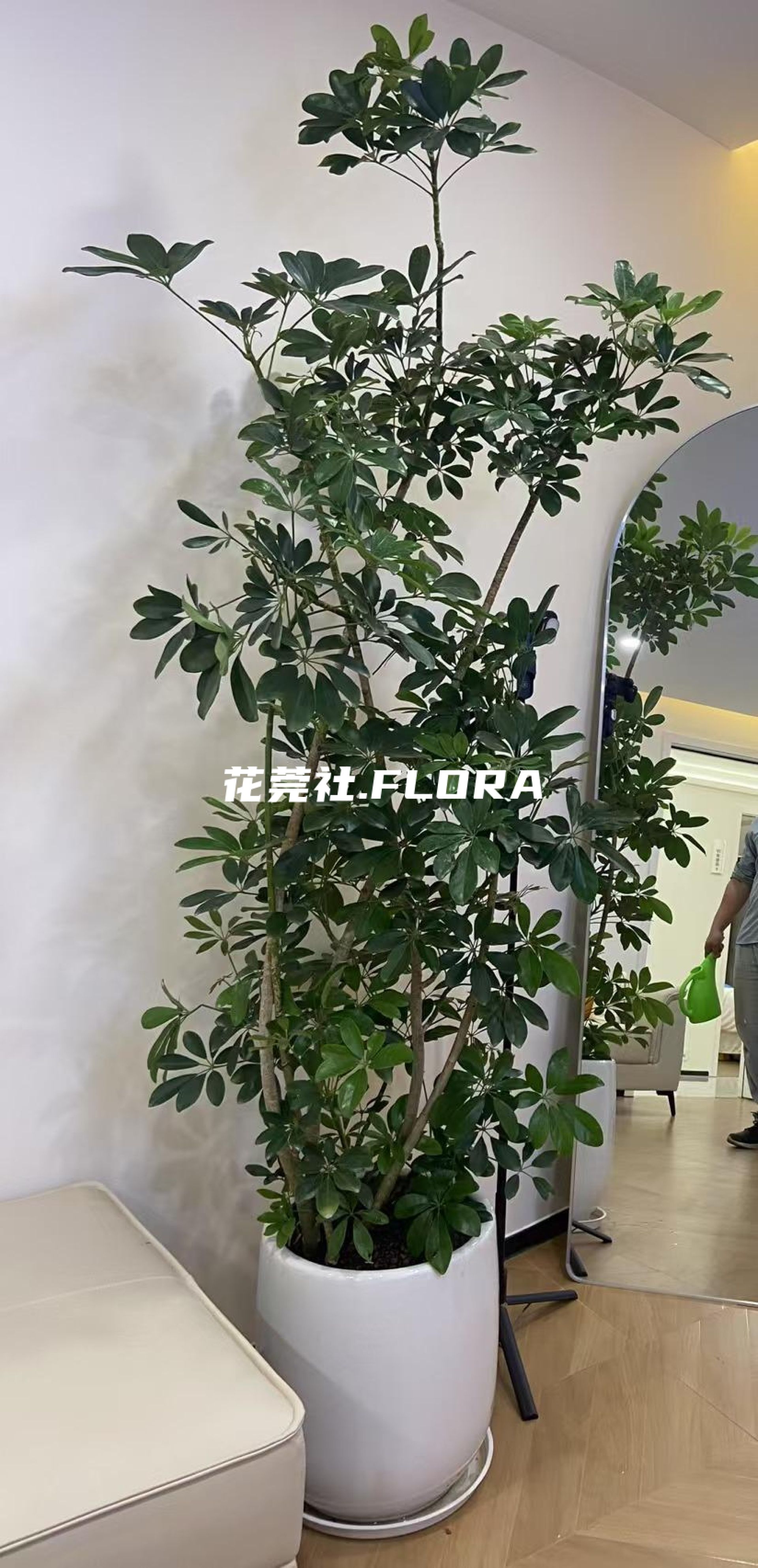 鸭脚木