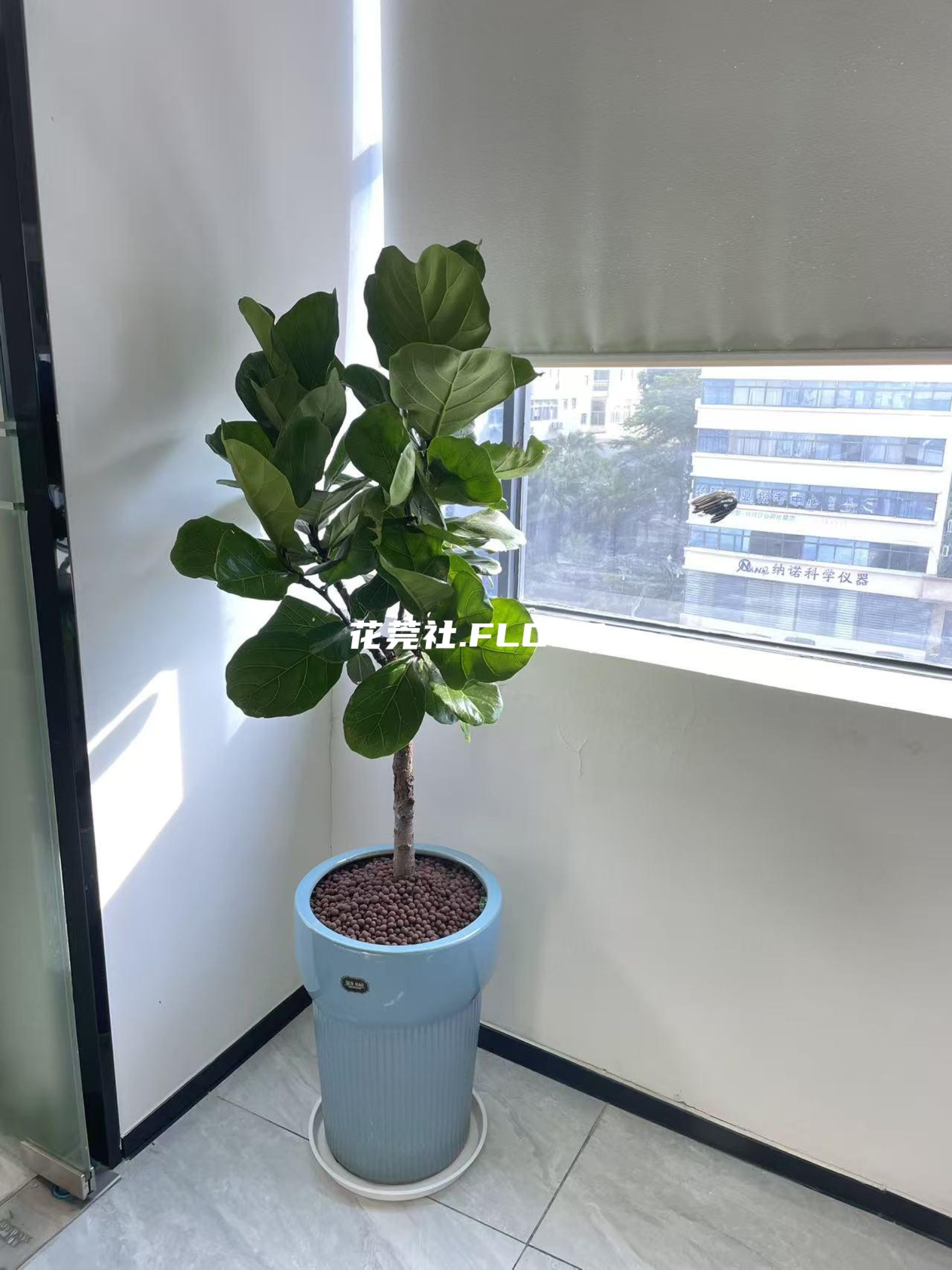 琴叶榕
