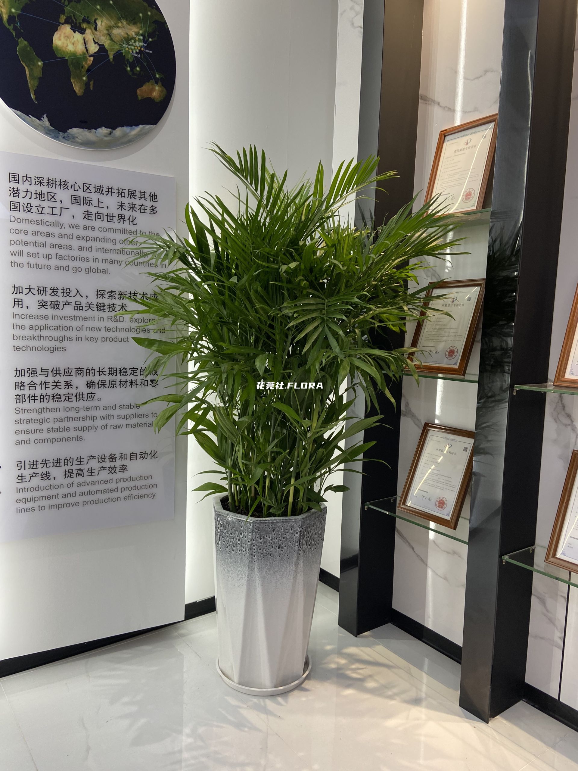 夏威夷椰子
