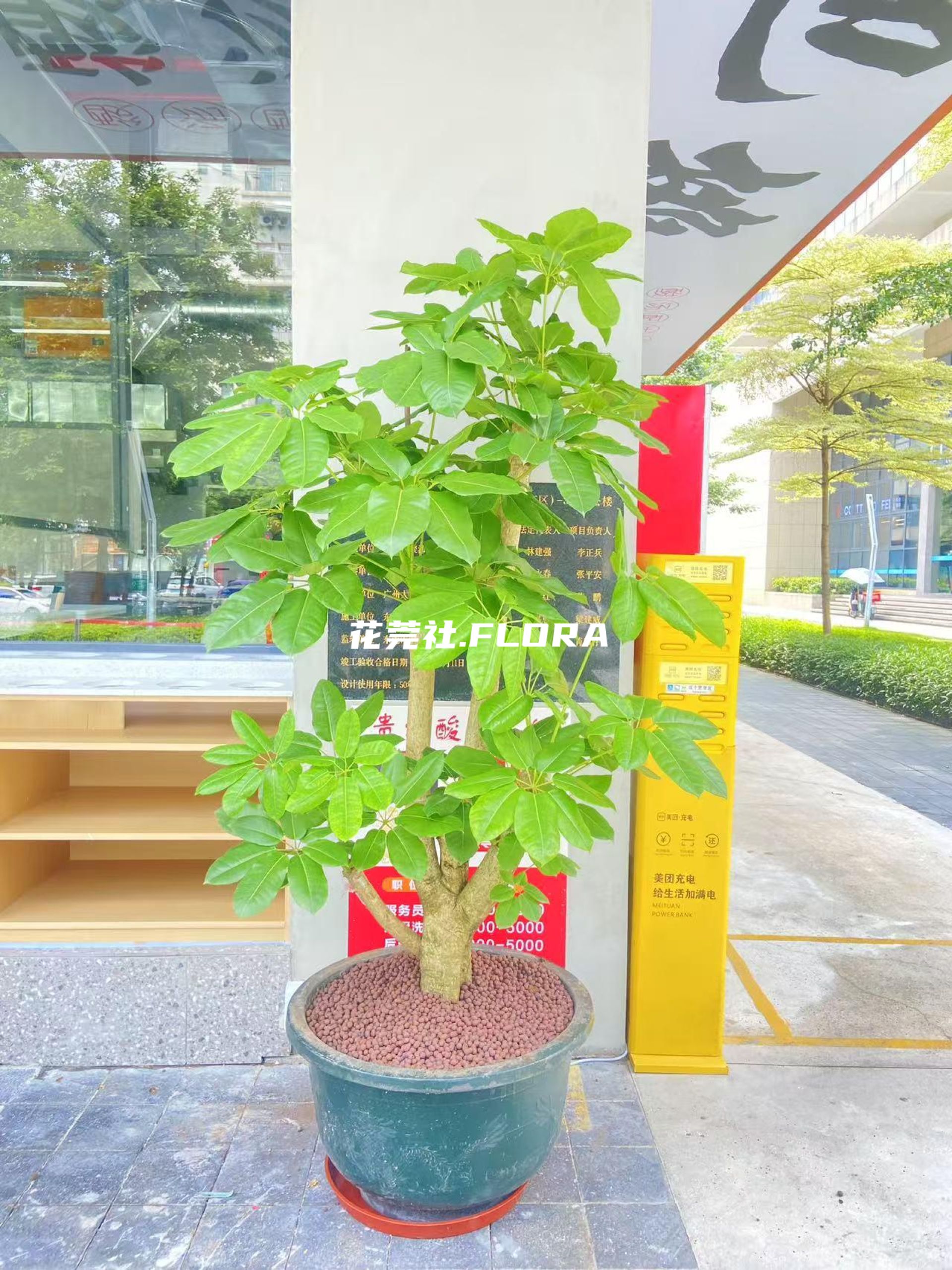 招财树