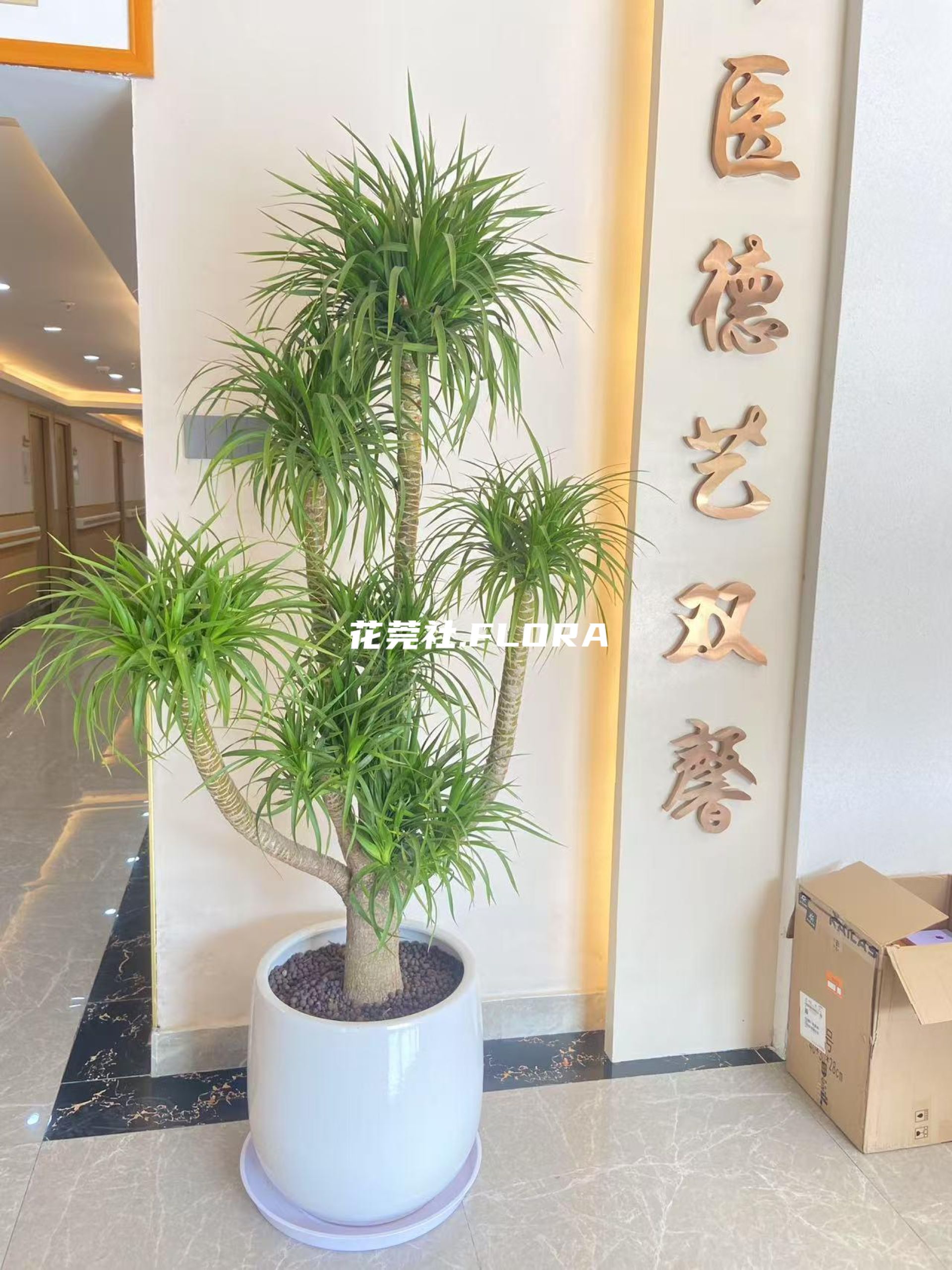 分叉造型龙血树