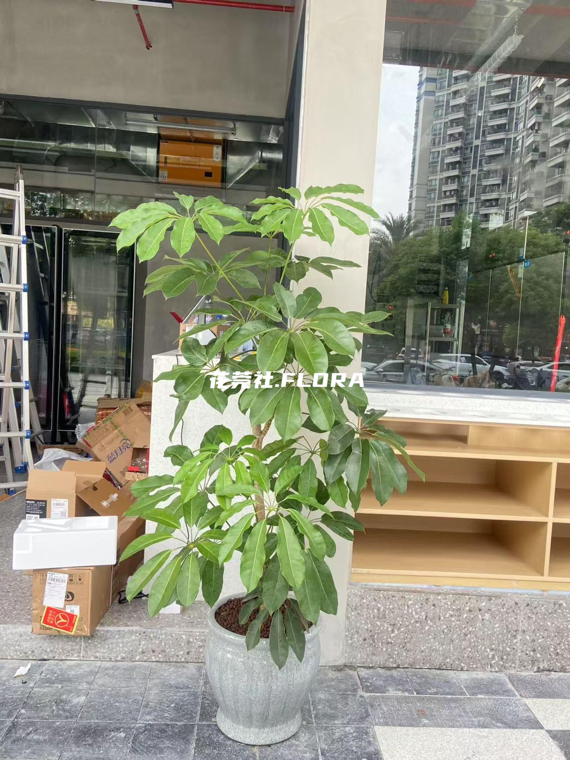 招财树