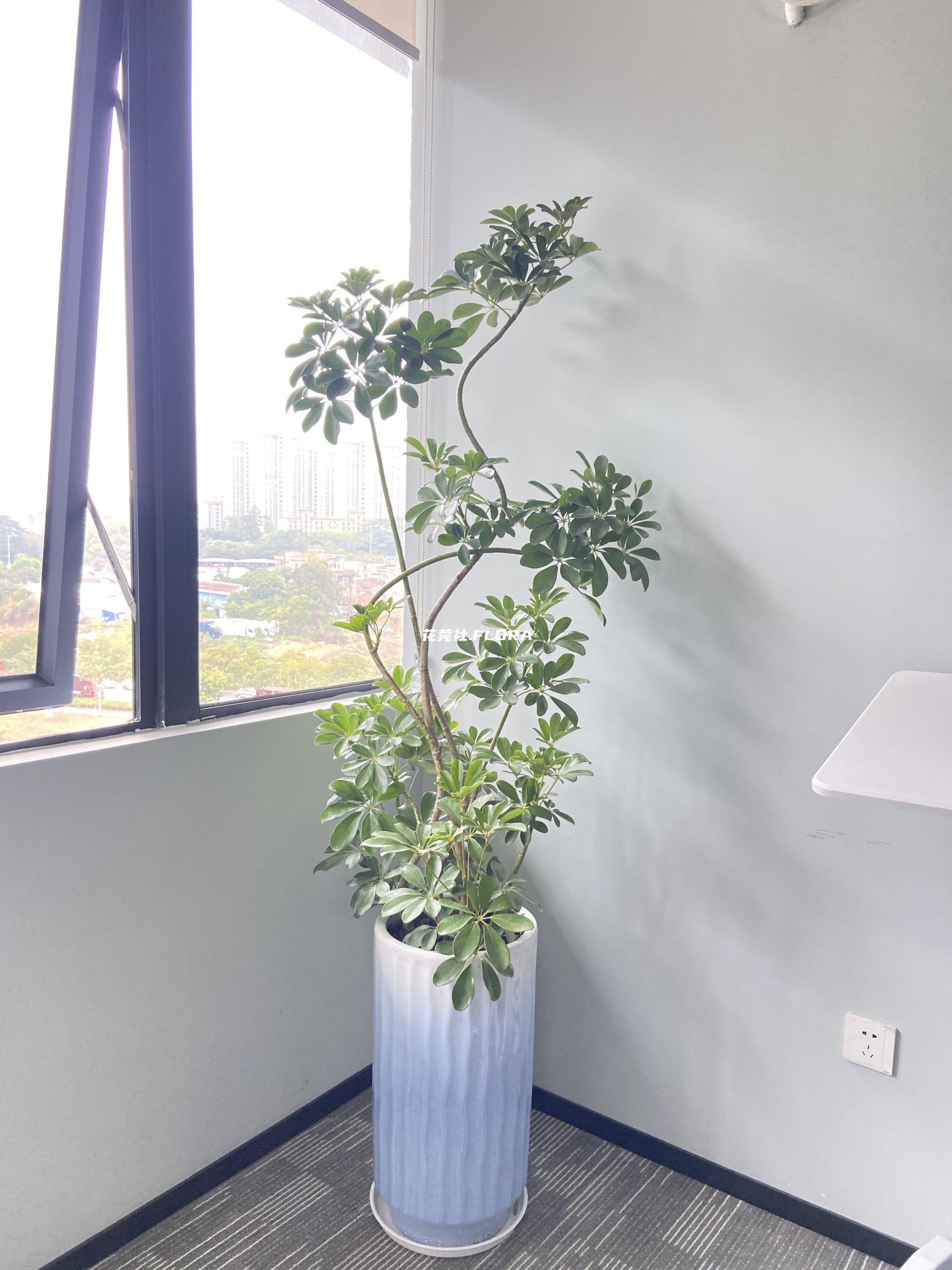 鸭脚木