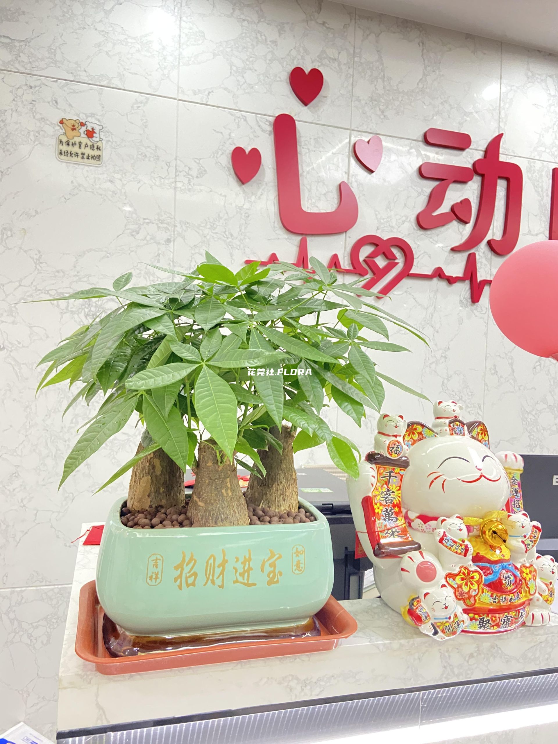发财树-桌面款