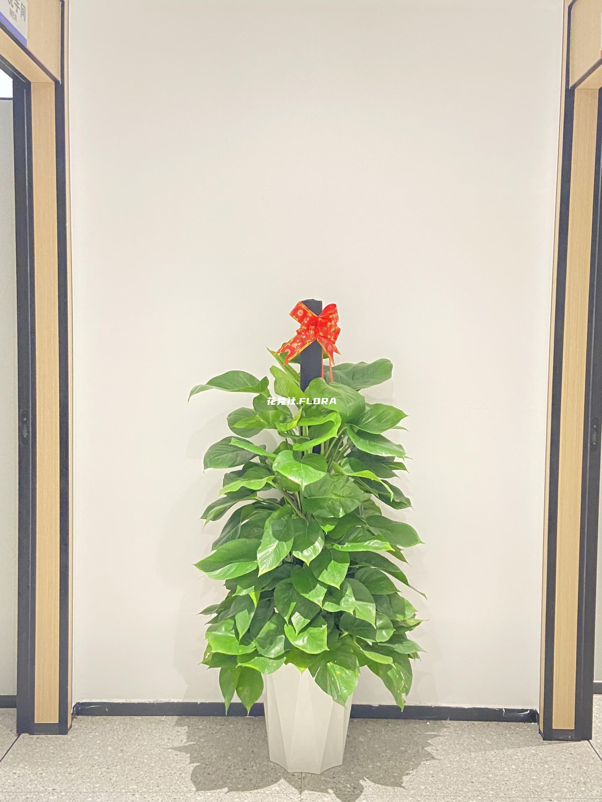 绿萝柱1.5m